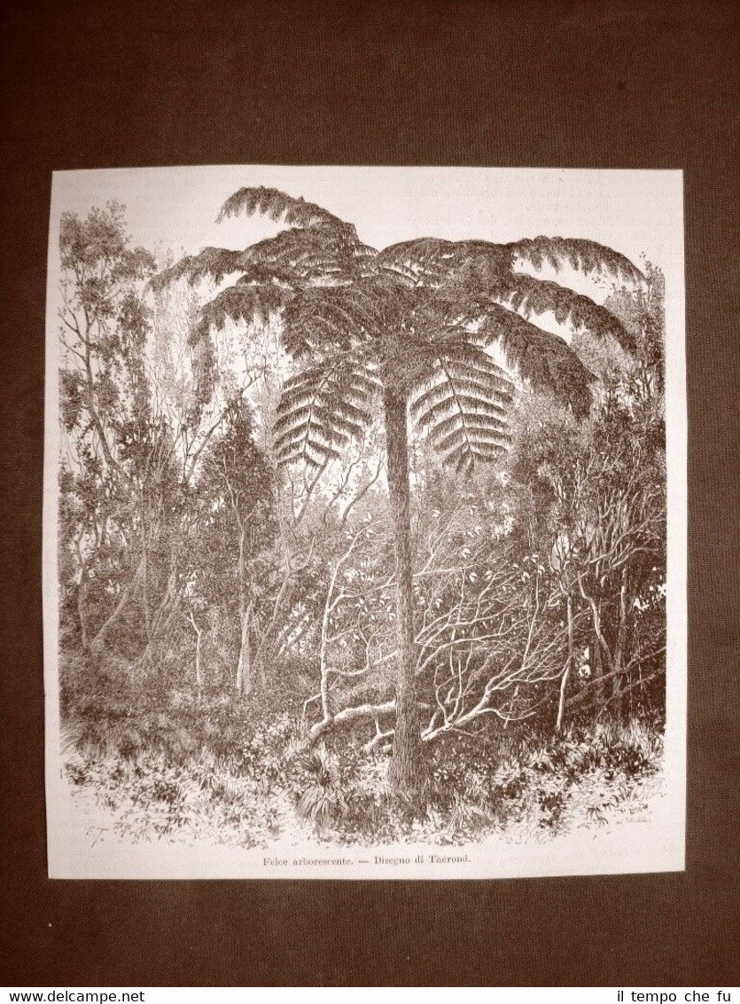 In Madagascar nel 1863 Una felce arborescente