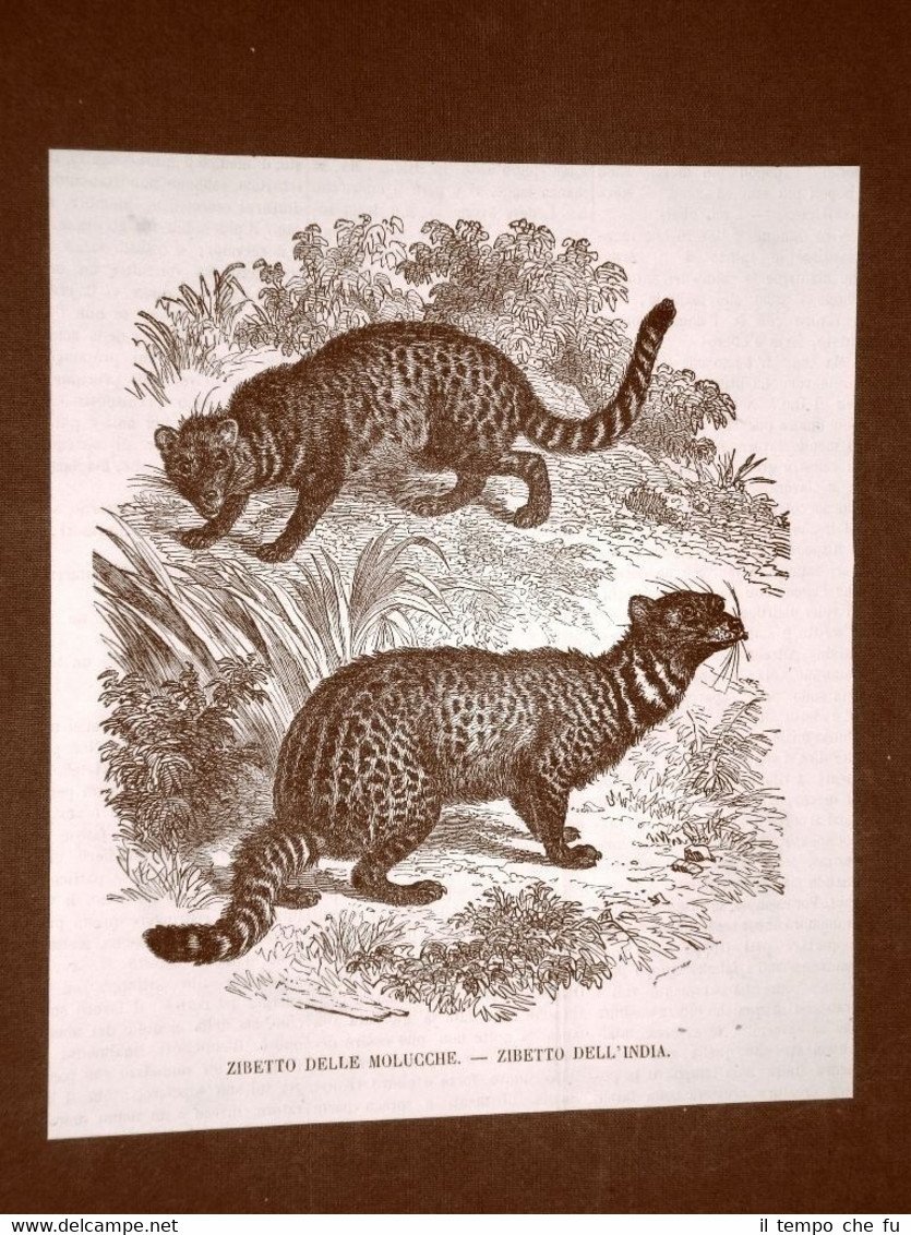 Incisione del 1866 Animali Zibetto delle Molucche e zibetto dell'India …