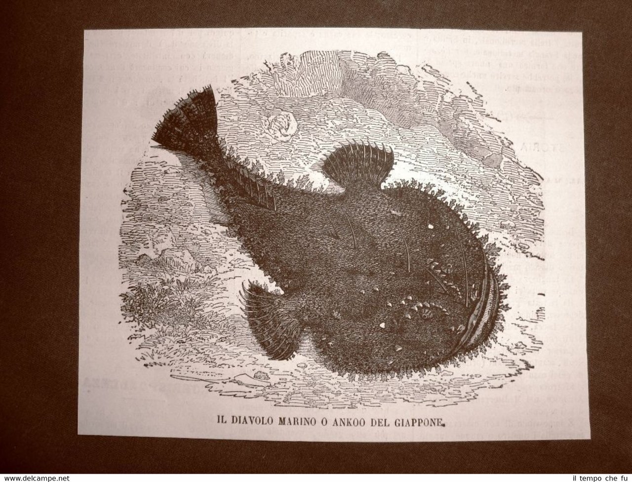Incisione del 1866 Pesce Diavolo marino o Ankoo del Giappone