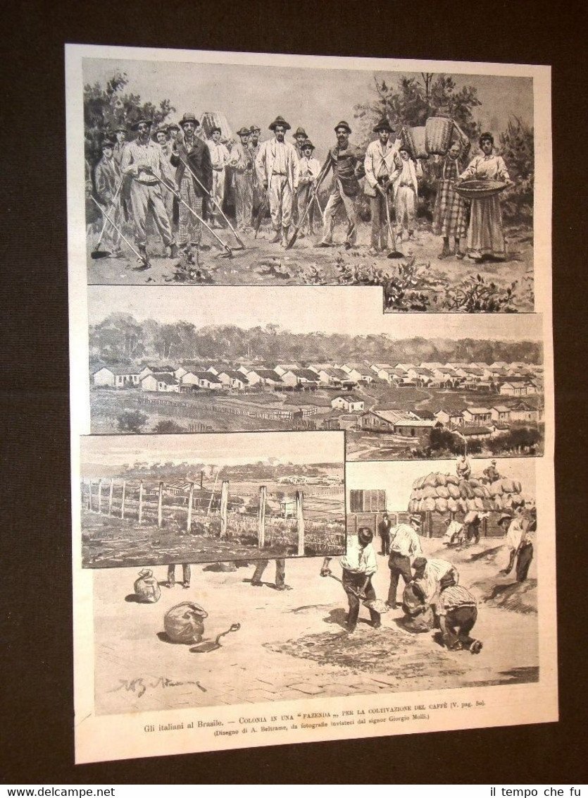Italiani in Brasile nel 1898 Colonia in una fazenda Coltivazione …
