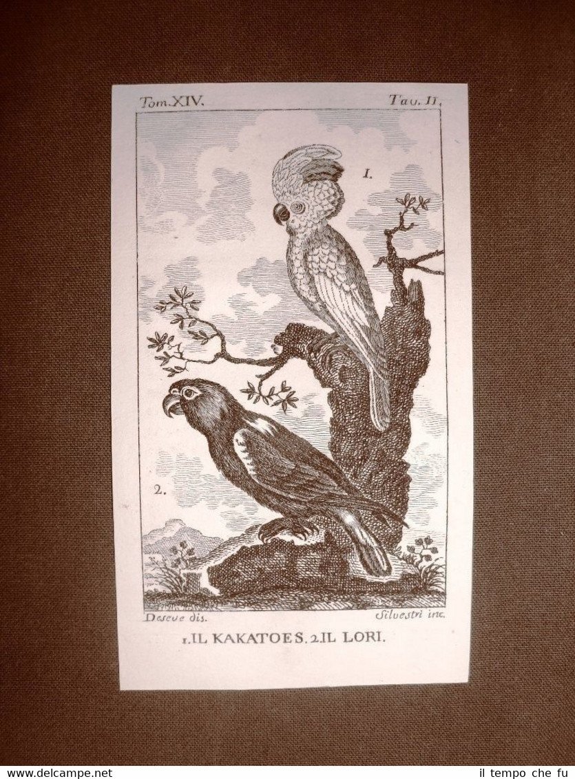 Kakatoes e Lori Incisione su rame del 1813 Buffon Uccello … | Immagine principale