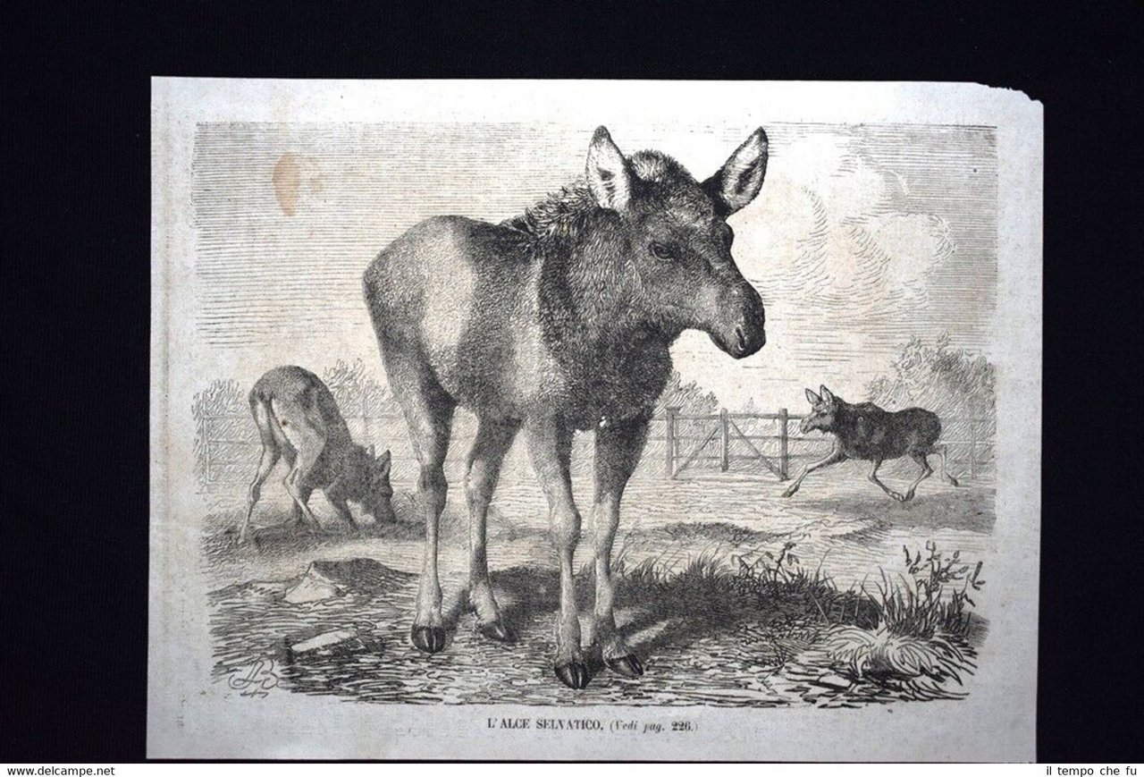 L'Alce selvatico Incisione del 1867 | Immagine principale