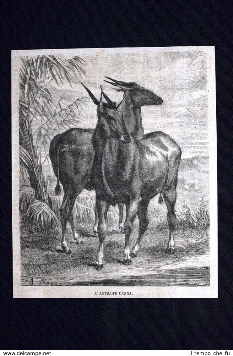 L'antilope canna + Il macello pubblico di Francoforte Incisione del …