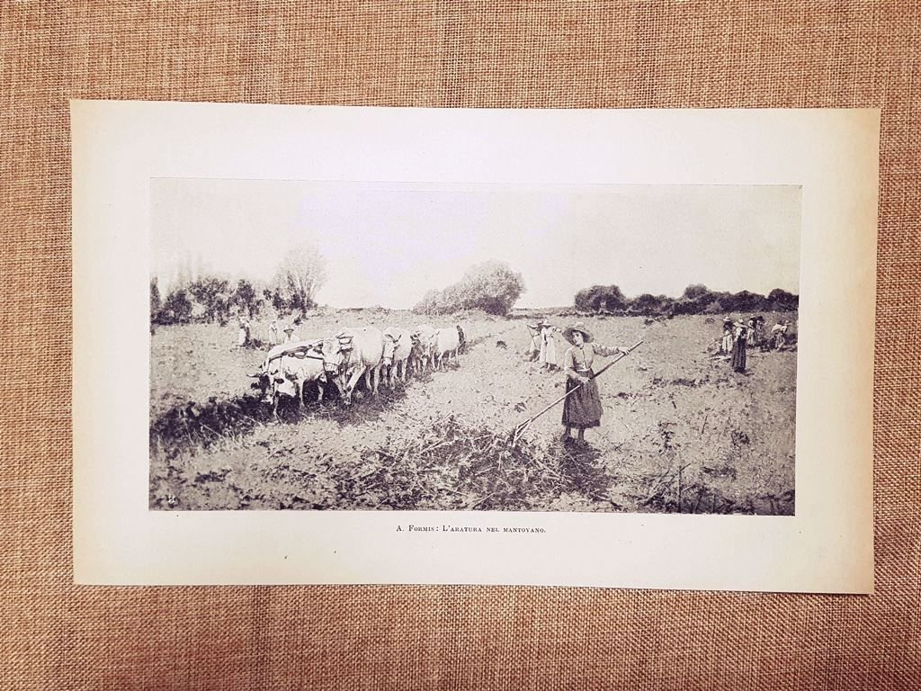 L'aratura nel mantovano Quadro di A. Formis Stampa del 1899 | Immagine principale