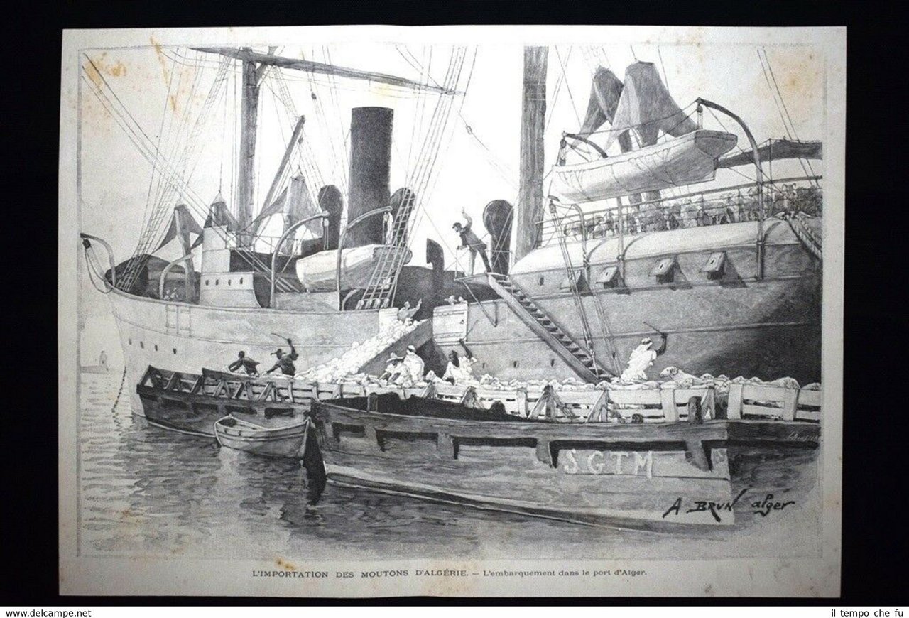 L'importazione di pecore dall'Algeria - Imbarco porto Algeri Incisione del …