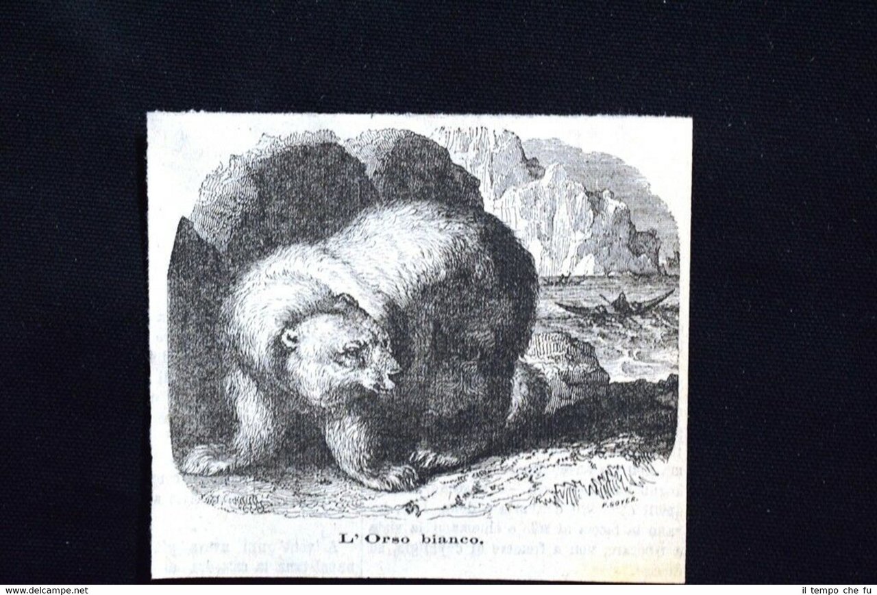 L'orso bianco Incisione del 1885