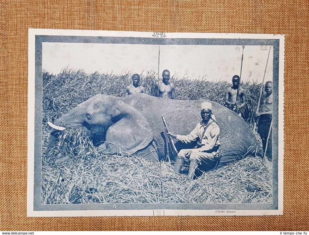 La caccia all'elefante in Africa nel 1927 Caccia grossa