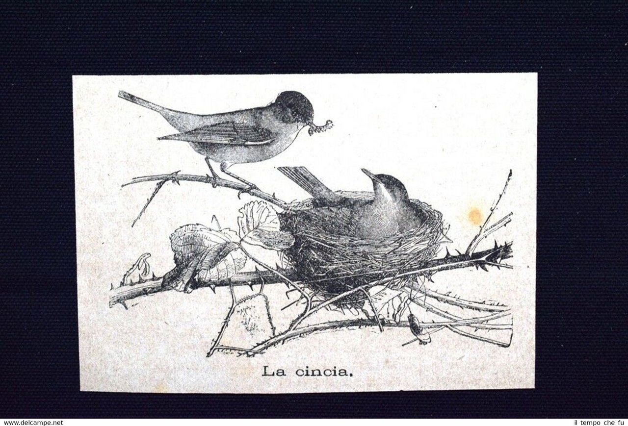 La cincia Incisione del 1875