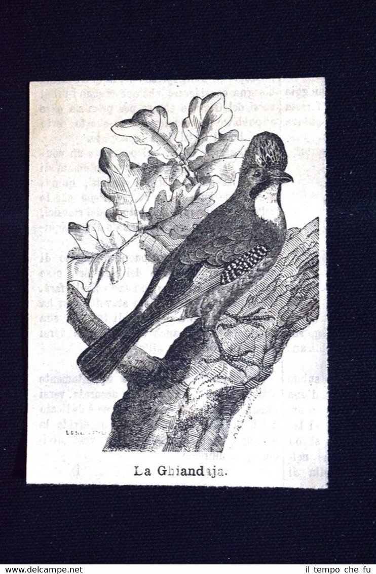 La ghiandaia Incisione del 1885