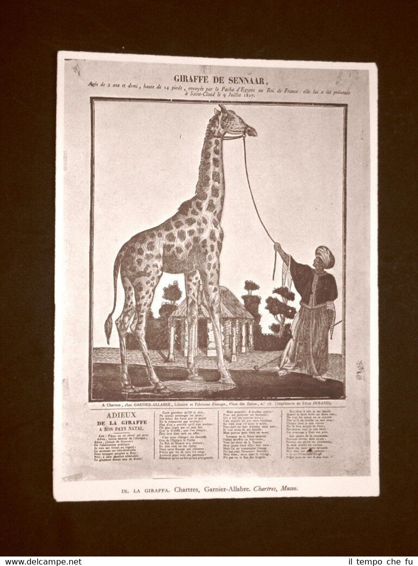 La giraffa Garnier - Allabre Chartres Museo Francia