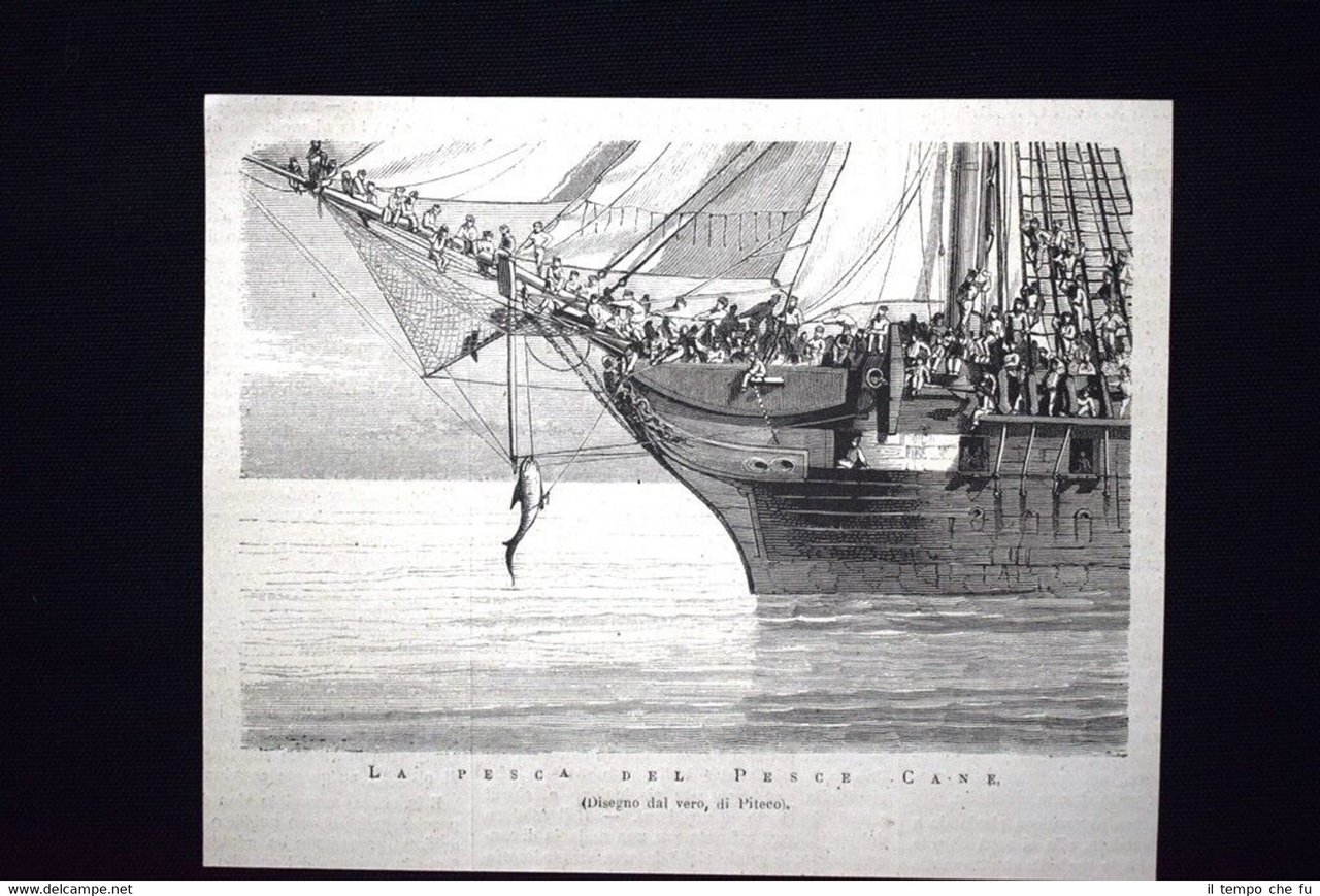 La pesca del pesce cane Incisione del 1876 | Immagine principale