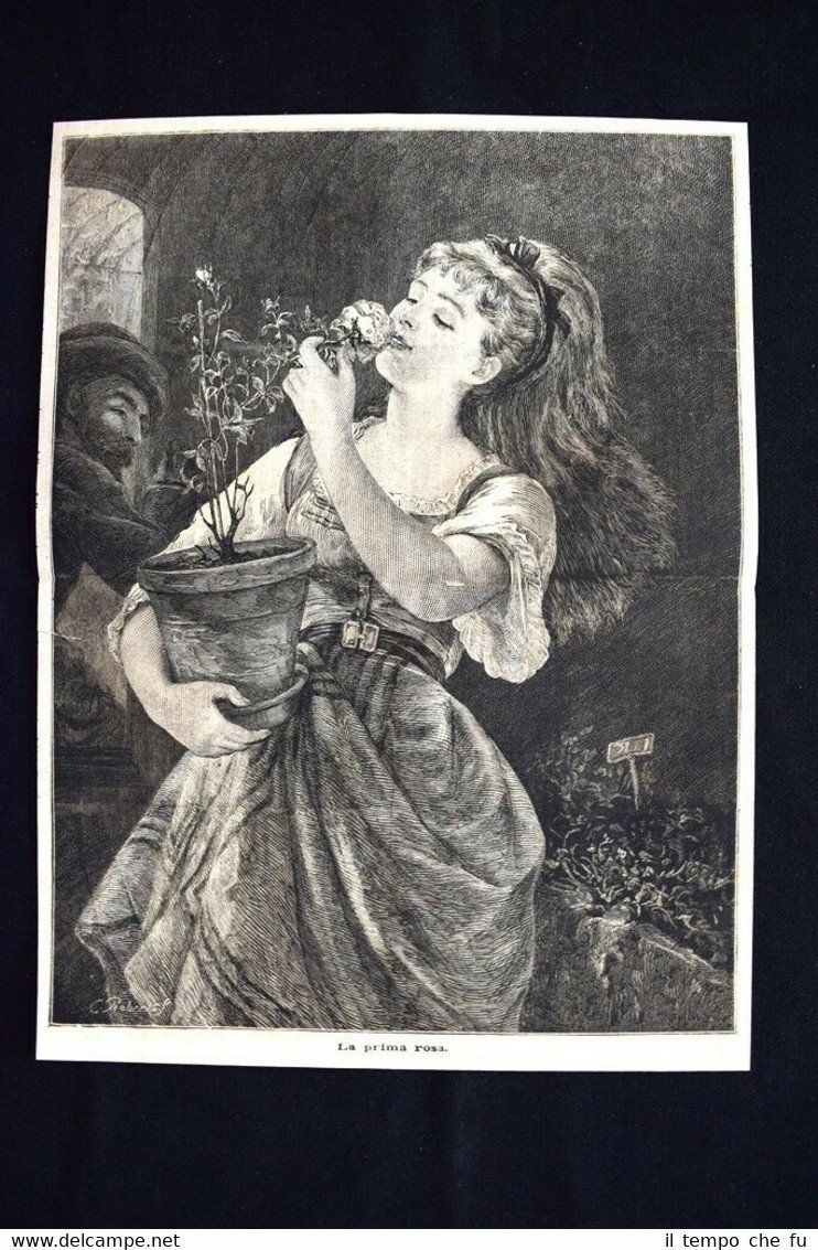 La prima rosa Incisione del 1876 | Immagine principale