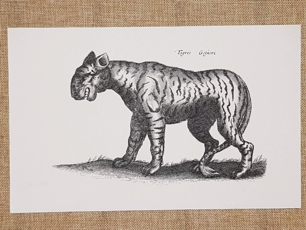 La tigre Antica incisione del '500 Ristampa | Immagine principale
