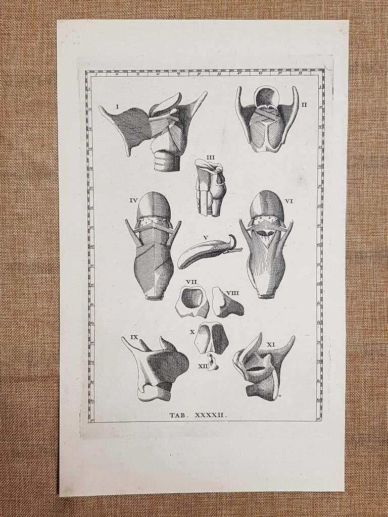 Laringe Faringe Lingua Tavola anatomica Litografia Bart. Eustachio 1722 Ristampa