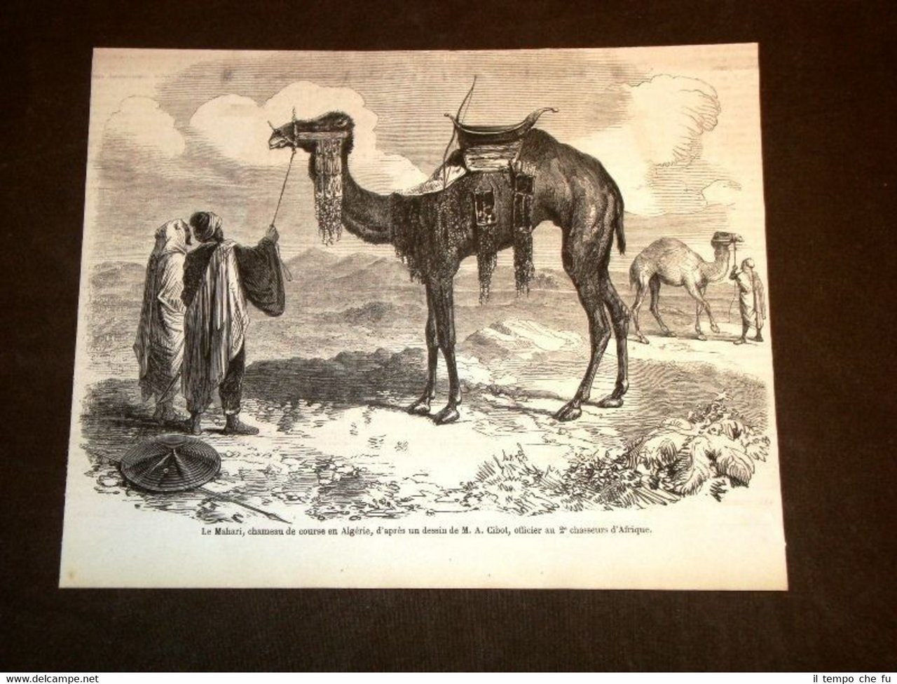 Le Mahari Cammello da corsa Algeria nel 1858