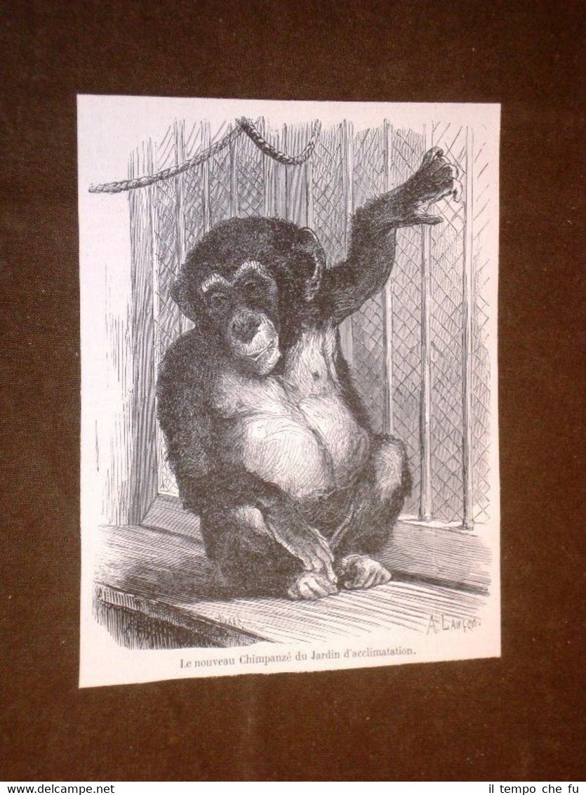 Le nouveau Chimpanzé du Jardin d'acclimatation Anne 1869