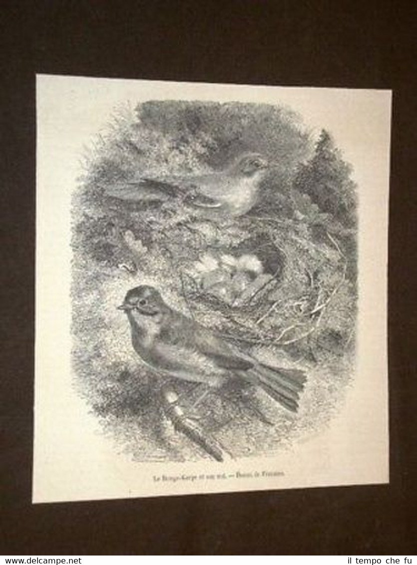 Le rouge gorge et son nid Il pettirosso e il … | Immagine principale