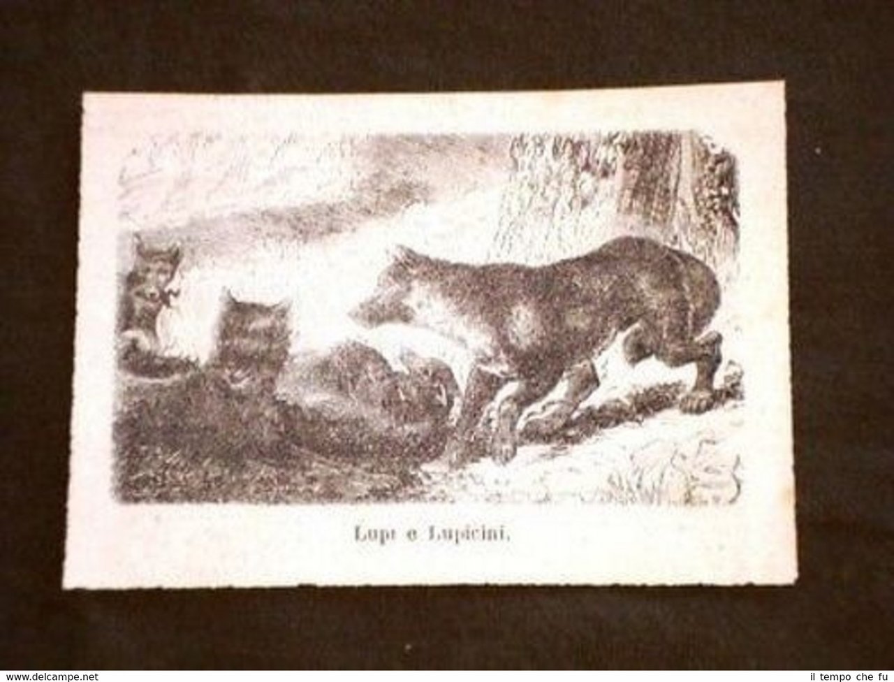 Lupo Lupi e Lupetti Animale Animali