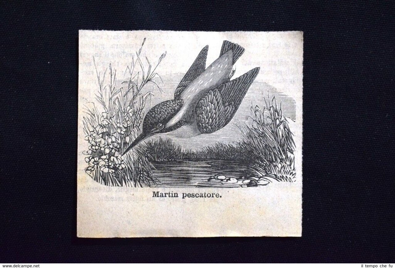 Martin pescatore Incisione del 1885