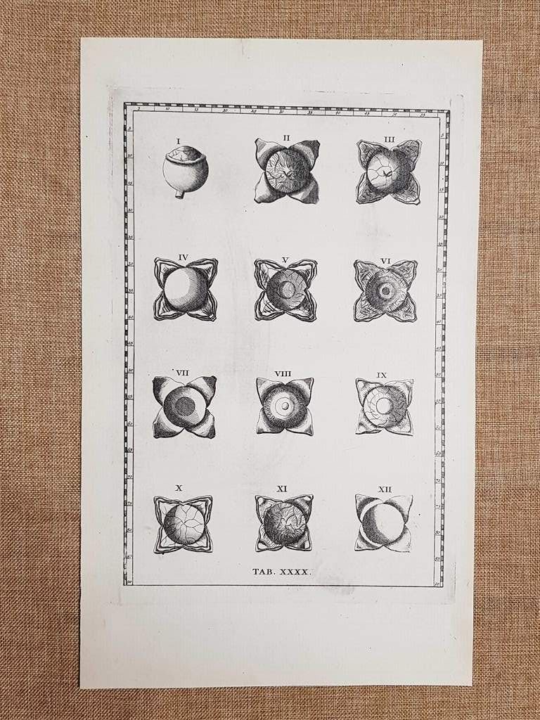 Membrane occhi e loro vasi Tavola anatomica Litografia Eustachio 1722 …