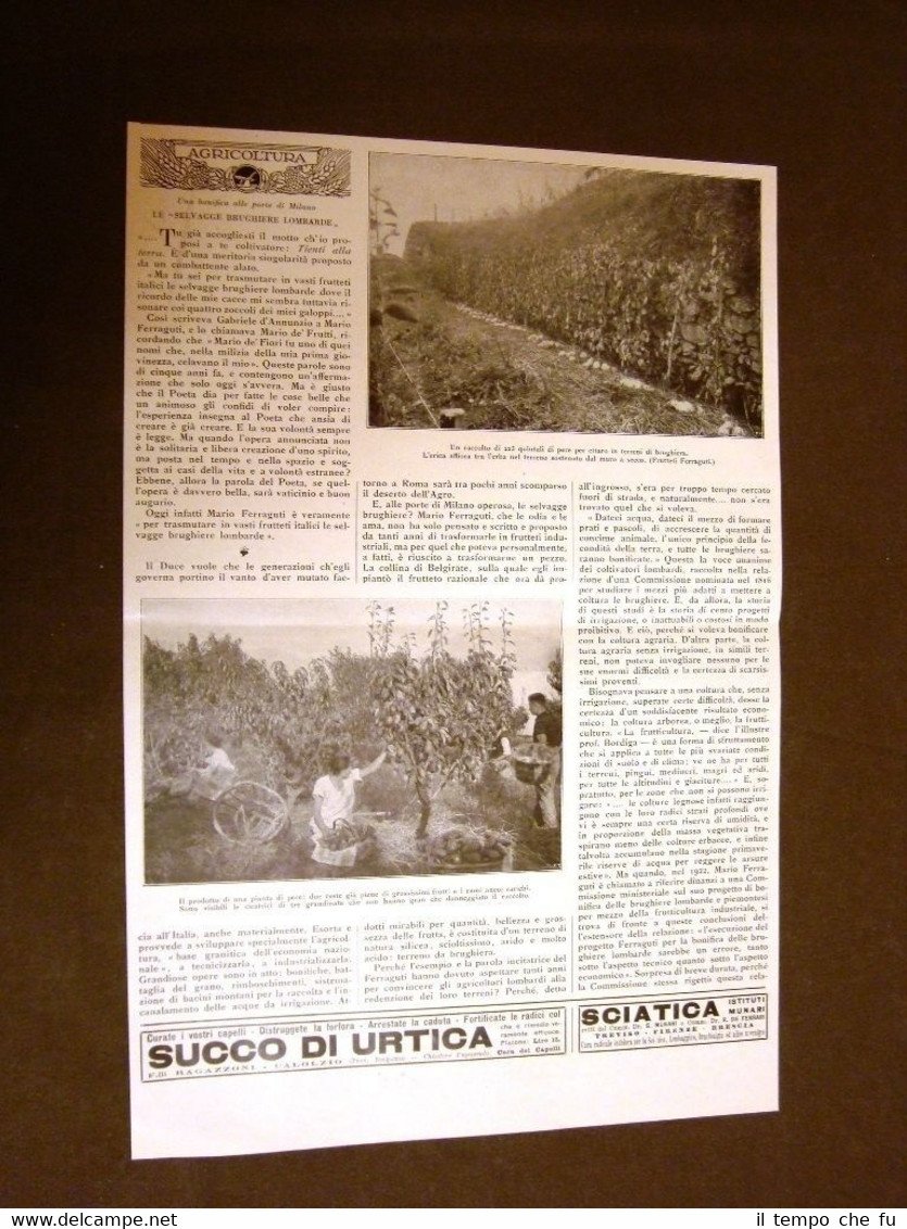 Milano nel 1928 La bonifica delle selvagge brughiere lombarde Con …