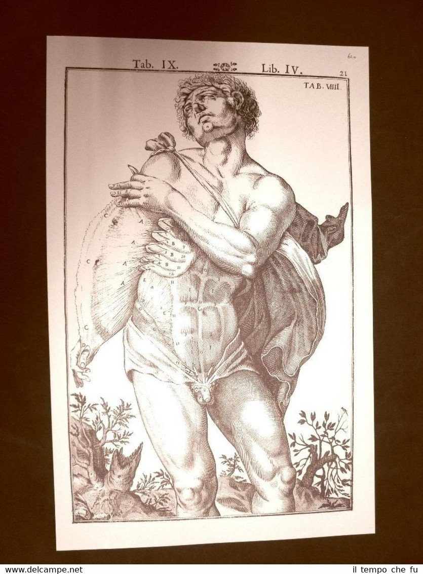 Muscoli addome #1 Tavola anatomica Litografia Giulio C. Casseri 1627 …