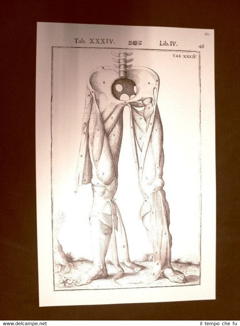 Muscoli delle gambe #1 Tavola anatomica Litografia Giulio Casseri 1627 …