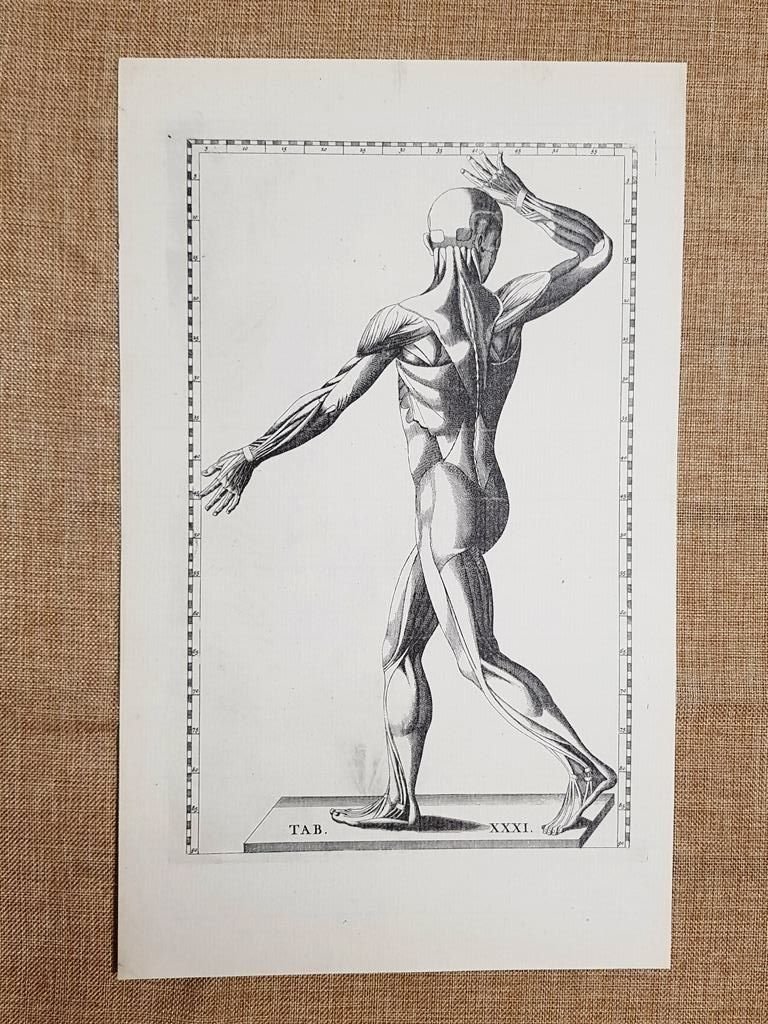 Muscoli laterale (2) Tavola anatomica Litografia Bartol.Eustachio 1722 Ristampa