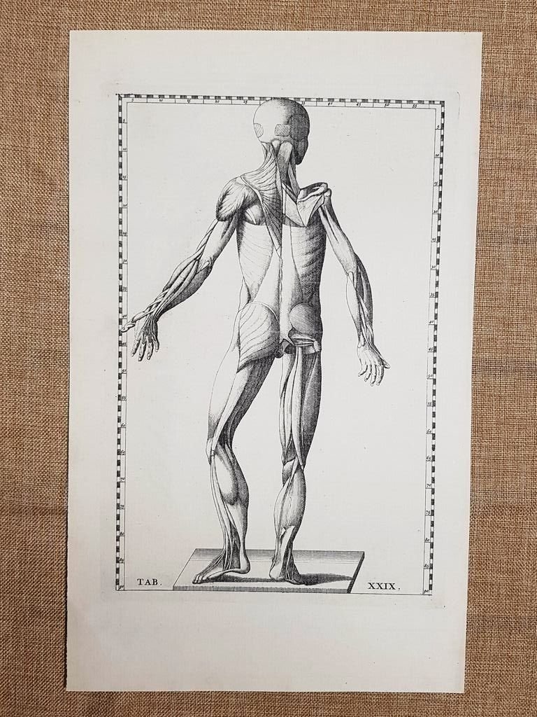 Muscoli lato posteriore Tavola anatomica Litografia Bart.Eustachio 1722 Ristampa