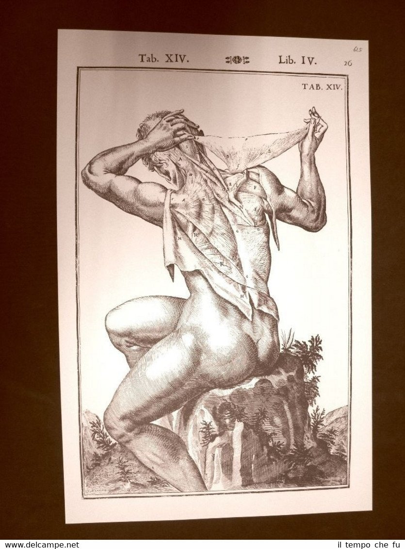 Muscoli scapole Tavola anatomica Litografia Giulio C. Casseri 1627 Ristampa
