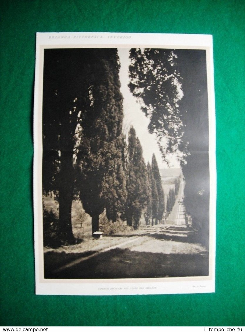 Nel 1931 Brianza Pittoresca Inverigo cipressi Viale del Gigante Villa …