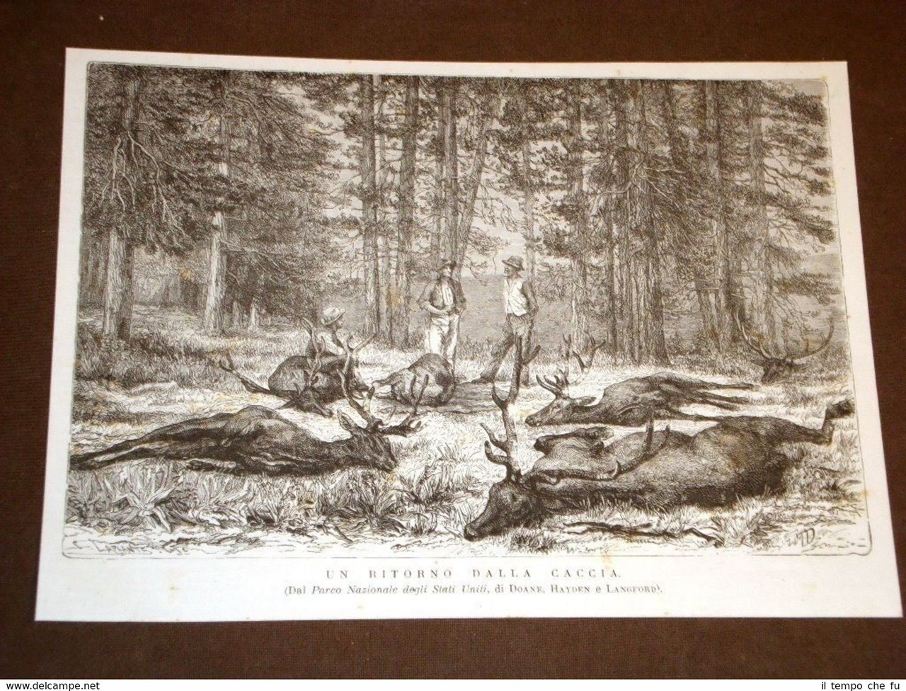 Nel Parco Nazionale degli Stati Uniti d'America nel 1875 Un …