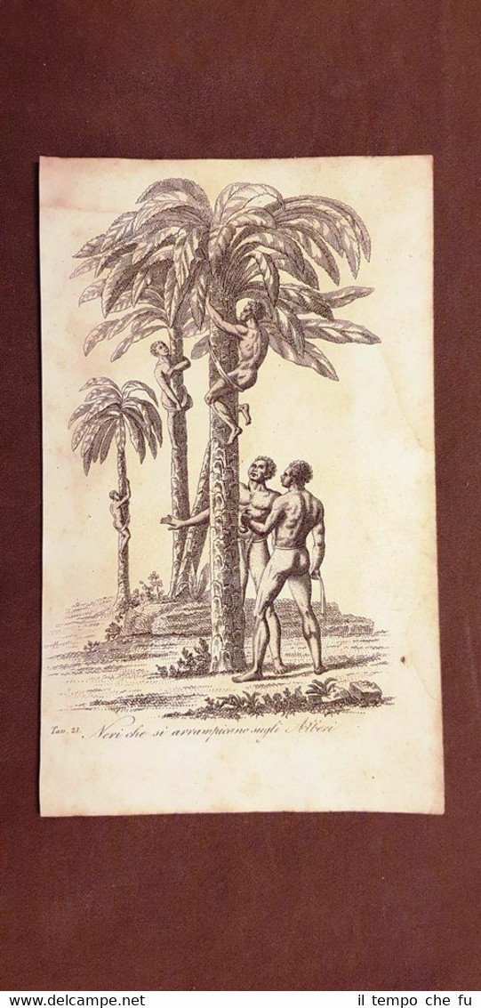 Neri si arrampicano sugli alberi Africa Acquaforte 1830 Costume antico … | Immagine principale