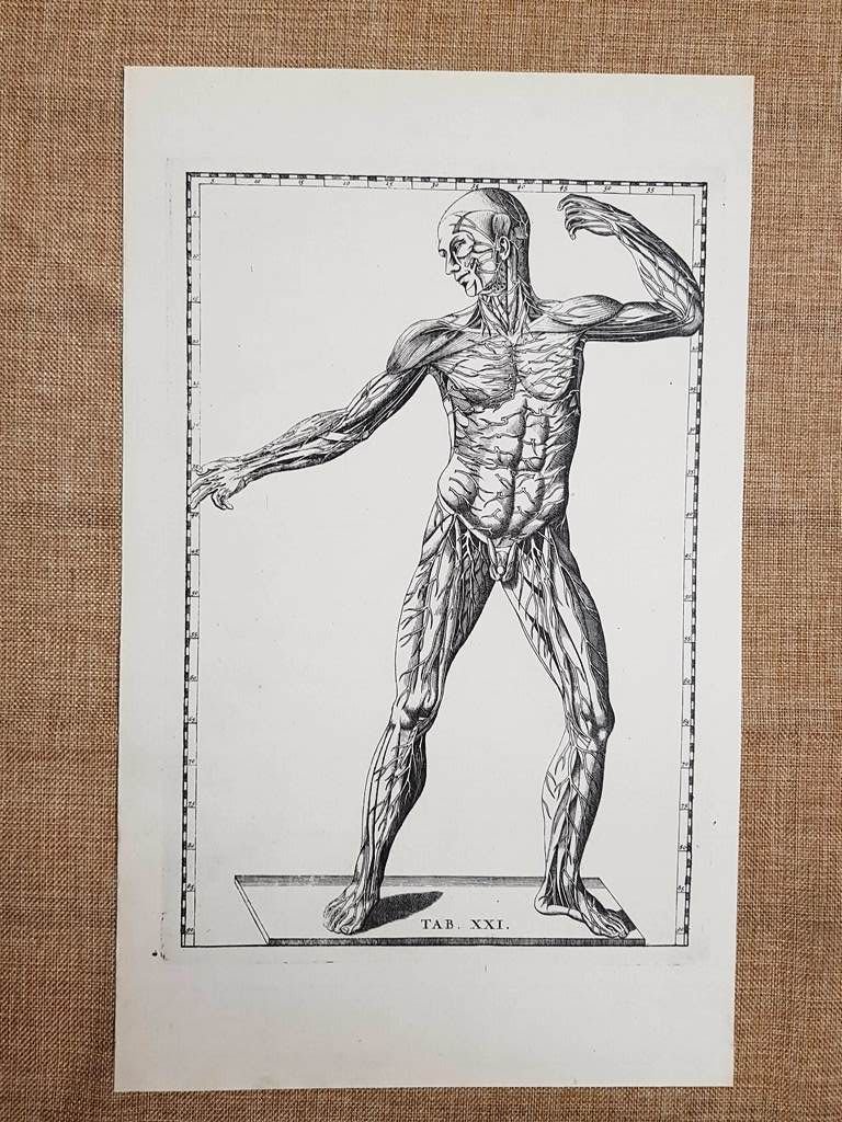 Nervi dei muscoli anteriore Tavola anatomica Litografia Eustachio 1722 Ristampa