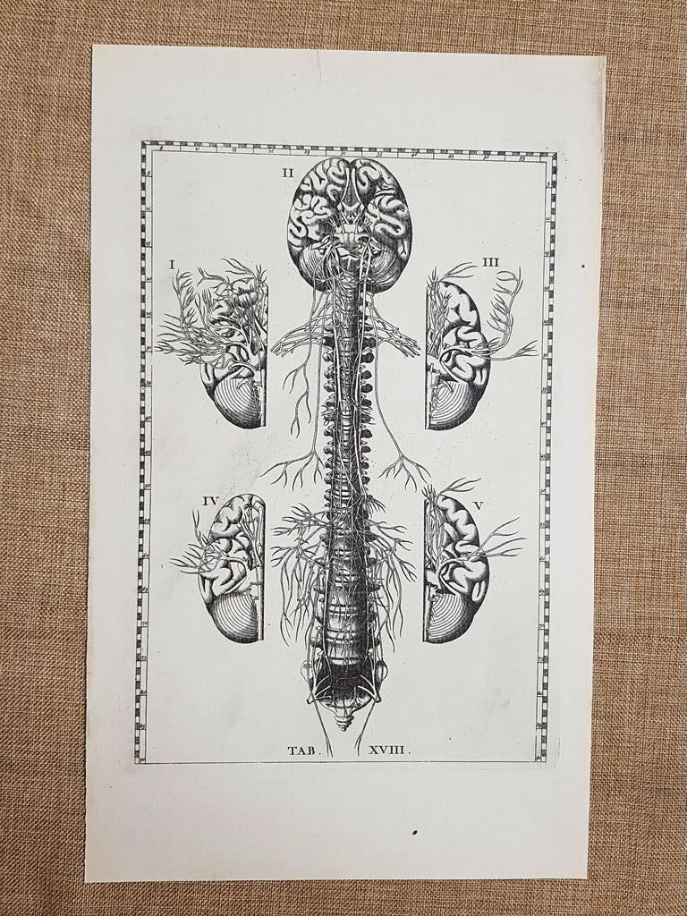 Nervi del midollo spinale Tavola anatomica Litografia B. Eustachio 1722 …