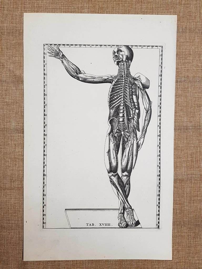 Nervi e muscoli anteriore Tavola anatomica Litografia B. Eustachio 1722 …