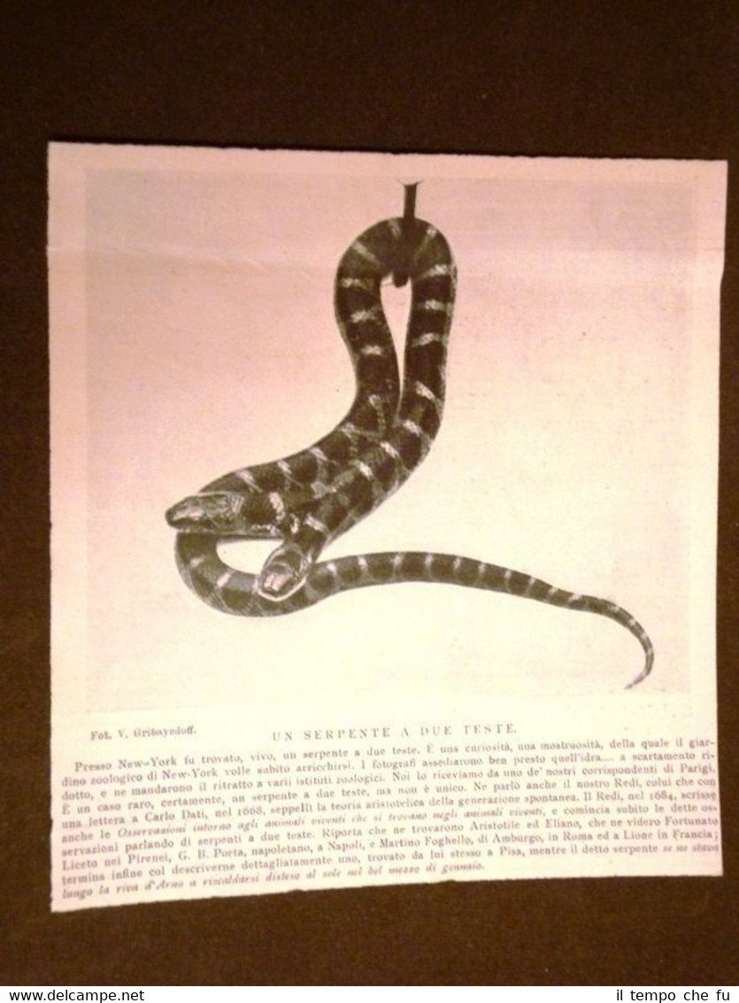 New York nel 1901 Ritrovamento di un serpente a due …