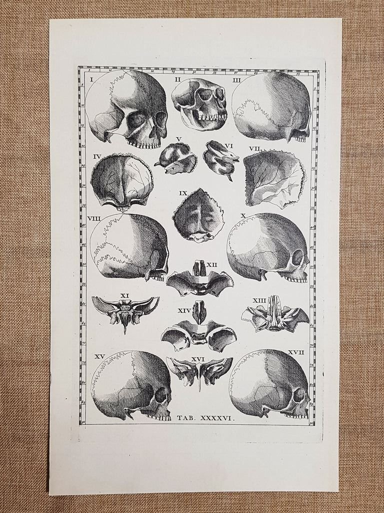 Ossa o ossi del cranio Tavola anatomica Litografia Bart. Eustachio …