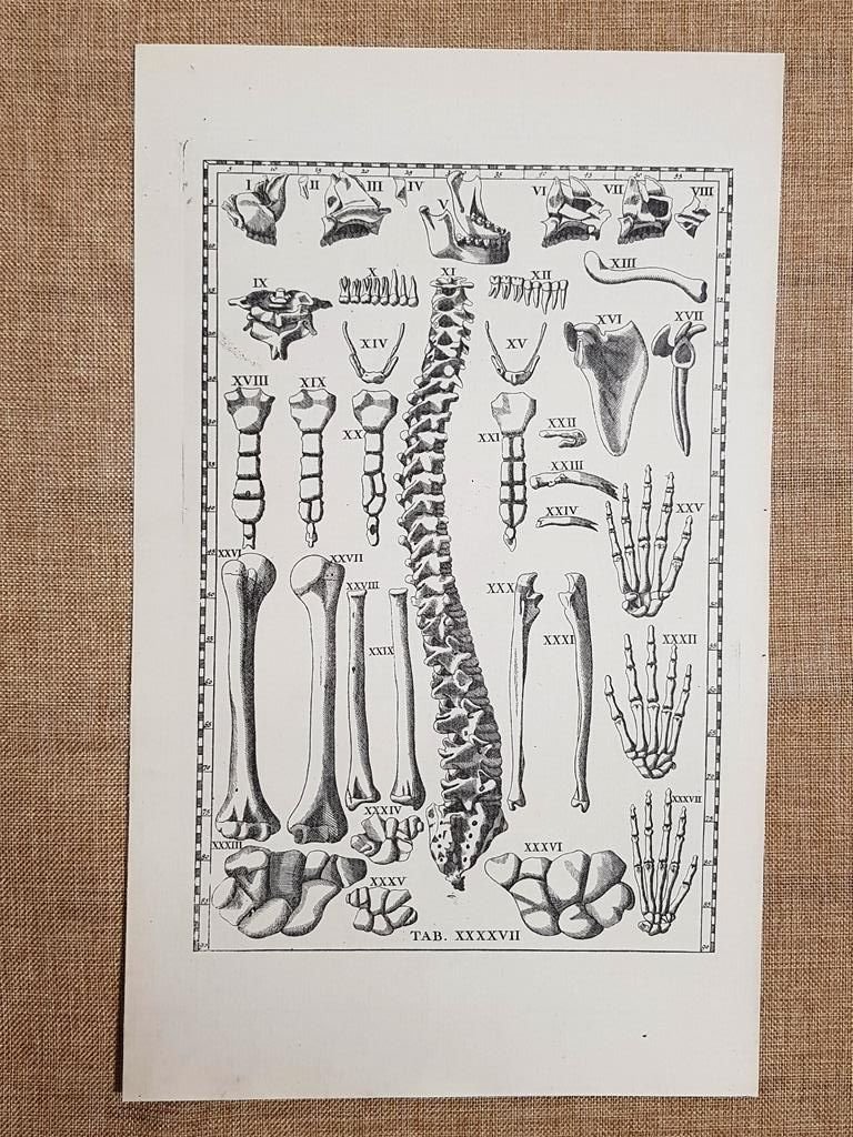 Ossa o ossi sotto il cranio Tavola anatomica Litografia Eustachio …