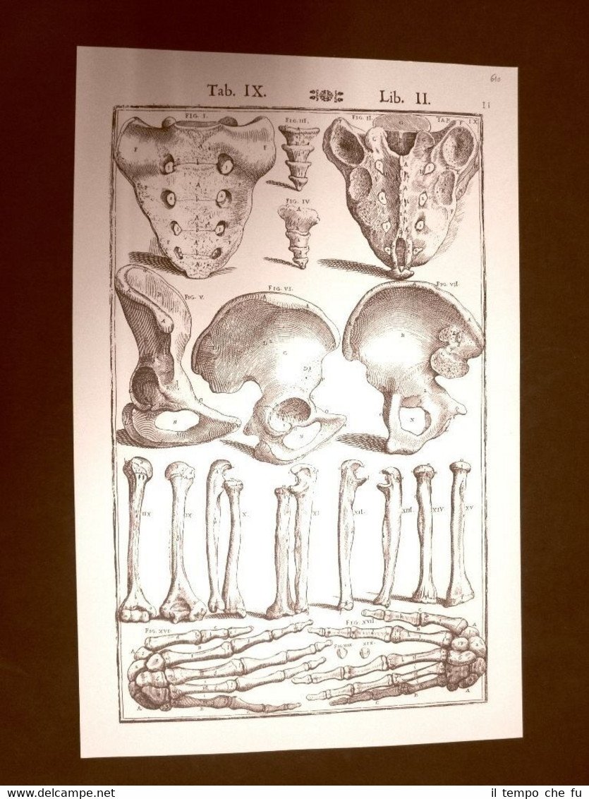 Ossa umane #1 Tavola anatomica Litografia Giulio Cesare Casseri 1627 …