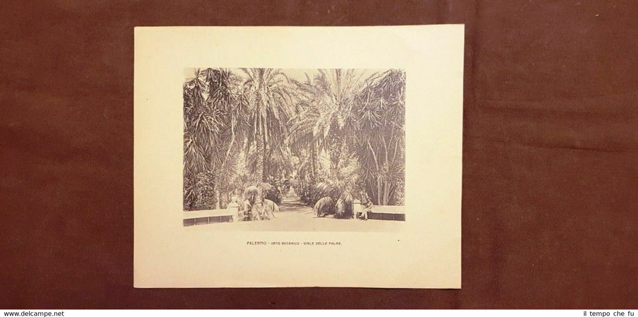Palermo nel 1900 Orto botanico, Viale delle palme Chiesa della …