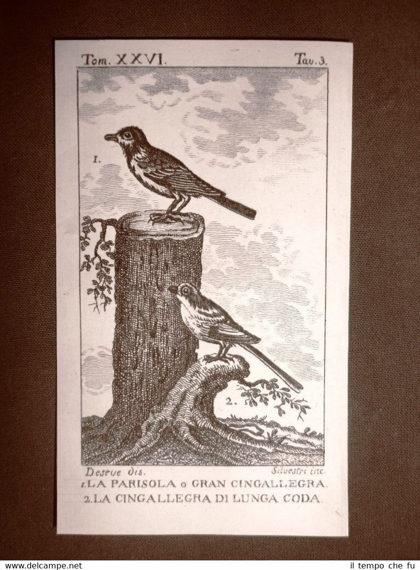 Parisola e Cingallegra Incisione su rame del 1813 Buffon Uccello …