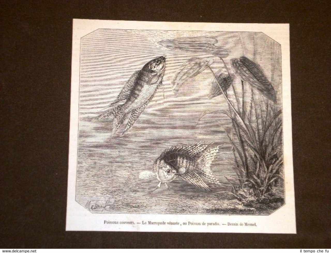 Pesci Pesce del paradiso o Macropode vénuste