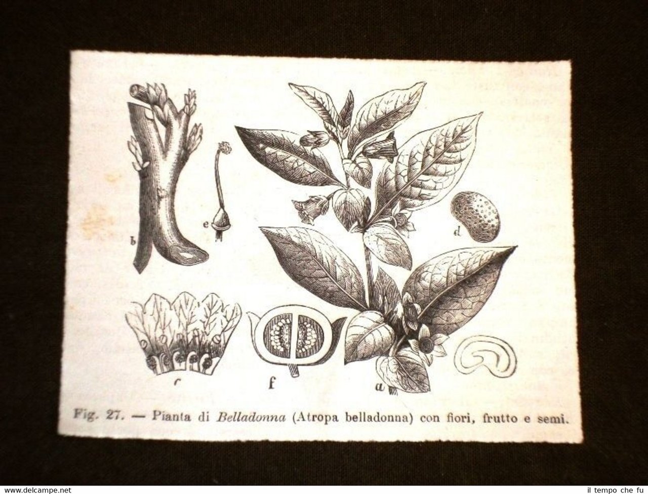 Piante e Botanica nel 1869 Pianta di Belladonna o Atropa …