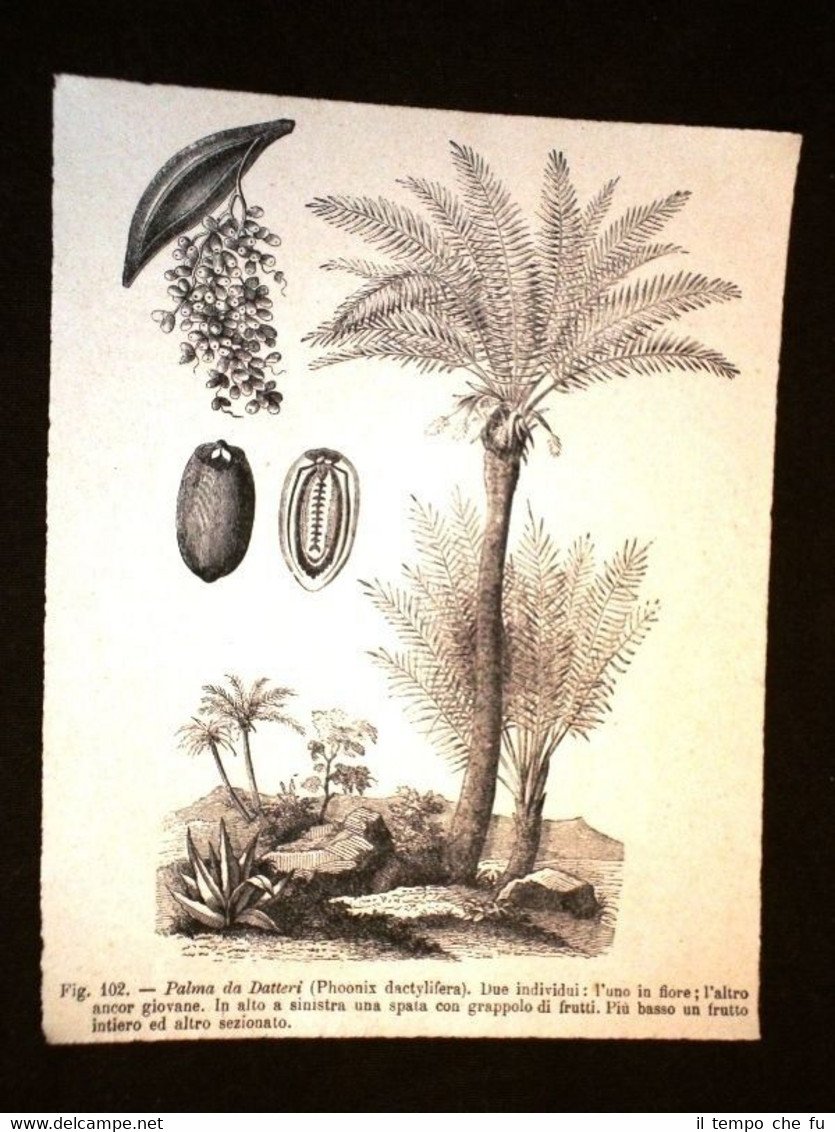 Piante e Botanica nel 1869 Pianta Palma da datteri o …