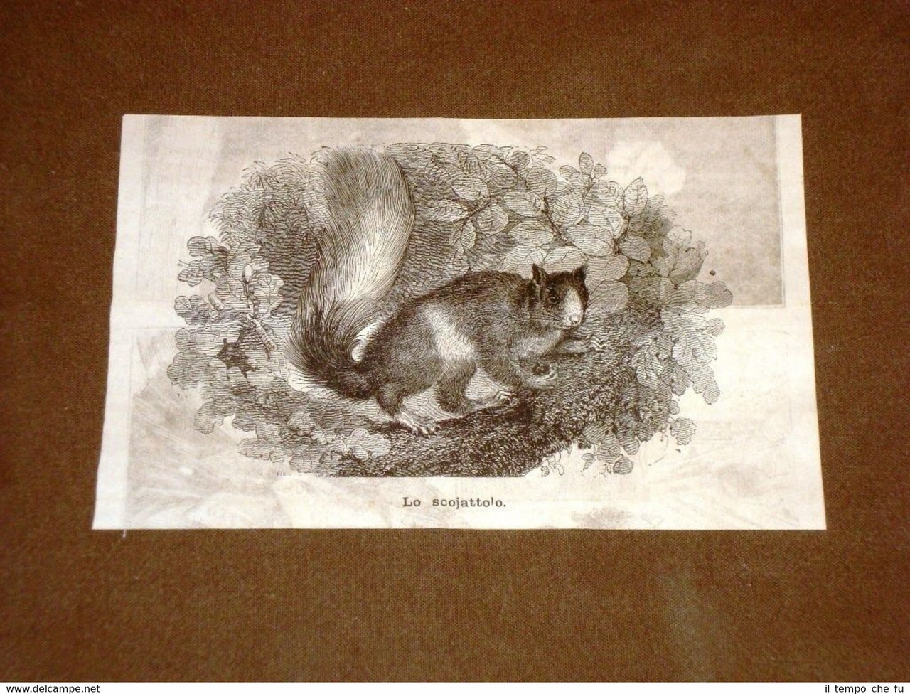 Rara composizione del 1878 Lo scoiattolo