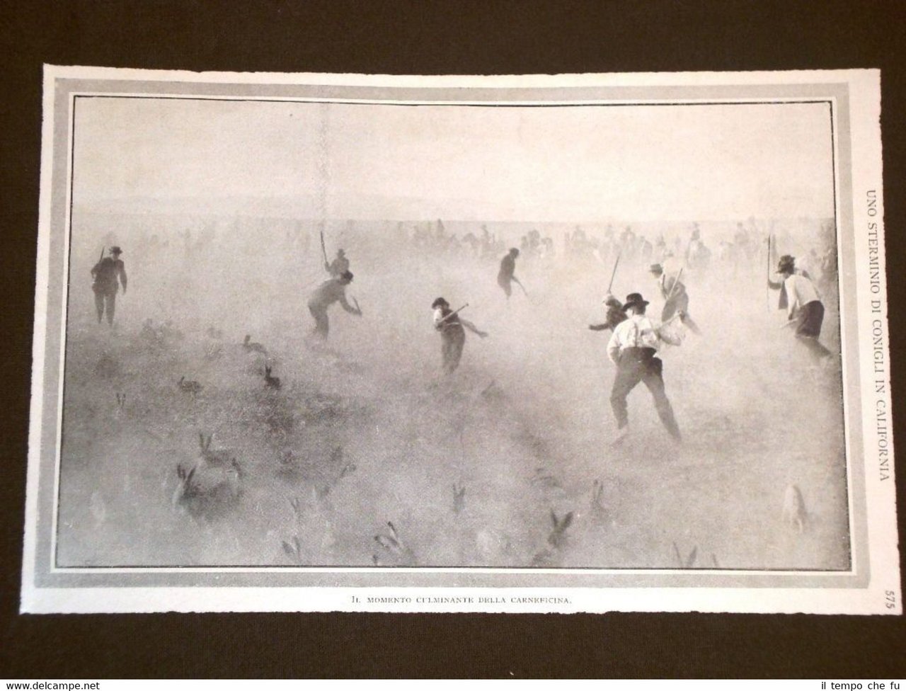 Rara stampa dei primi del 1900 Caccia e sterminio di …