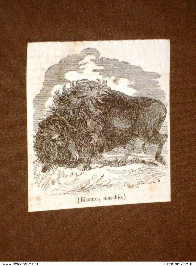 Rarissima incisione del 1836 Bisonte maschio