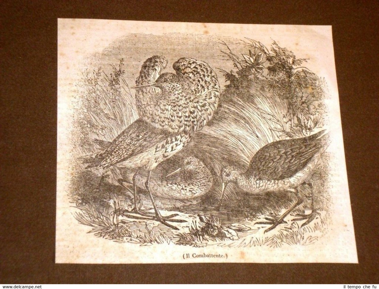 Rarissima incisione del 1836 Il combattente - Uccello - Ornitologia