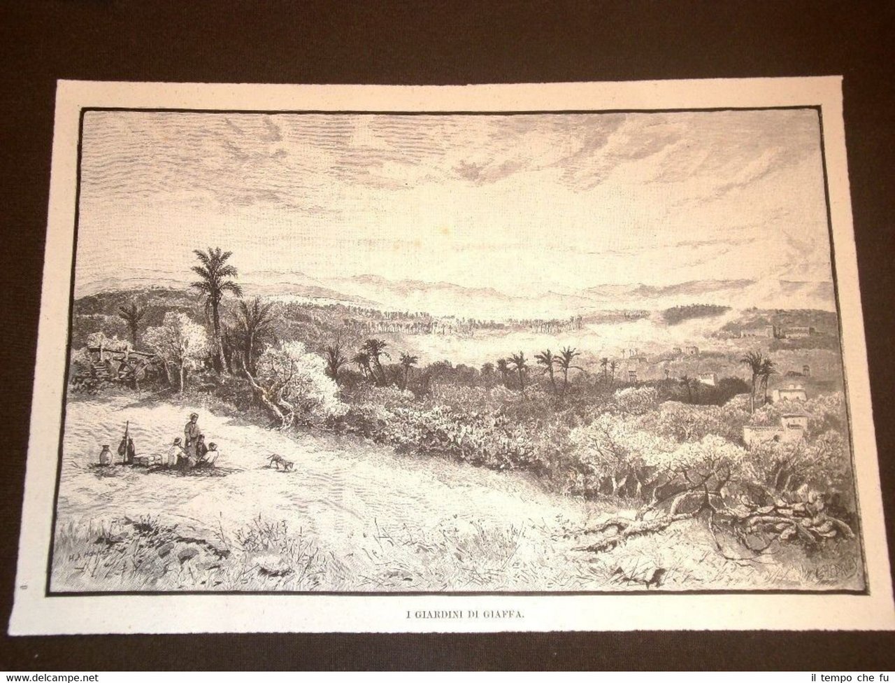 Rarissima veduta dei giardini di Giaffa nel 1892 Siria Mediterraneo …